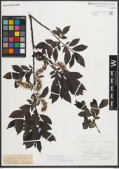 Foto von Salix mielichhoferi Saut.
